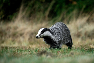 A Eurasian badger moves cautiously across a grassy clearing at the edge of a dense forest. Its distinctive black-and-white markings stand out against the deep green backdrop of woodland vegetation.  © Dagmar