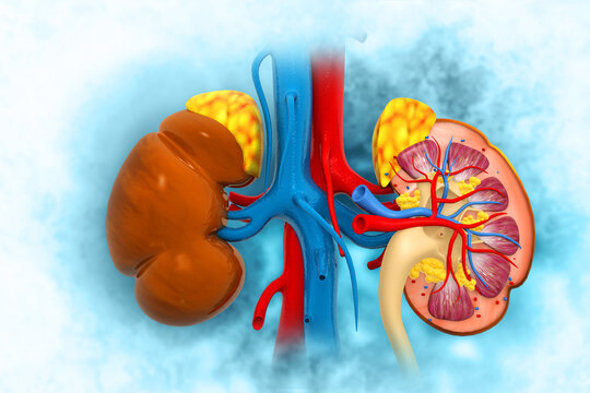 human kidneys cross-section, Medically accurate 3d illustration