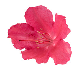 red rhododendron flower isolated on transparent background png