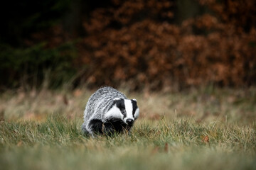 A Eurasian badger moves cautiously across a grassy clearing at the edge of a dense forest. Its distinctive black-and-white markings stand out against the deep green backdrop of woodland vegetation.  © Dagmar