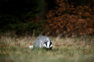 A Eurasian badger moves cautiously across a grassy clearing at the edge of a dense forest. Its distinctive black-and-white markings stand out against the deep green backdrop of woodland vegetation.  © Dagmar