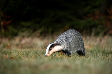 A Eurasian badger moves cautiously across a grassy clearing at the edge of a dense forest. Its distinctive black-and-white markings stand out against the deep green backdrop of woodland vegetation.  © Dagmar