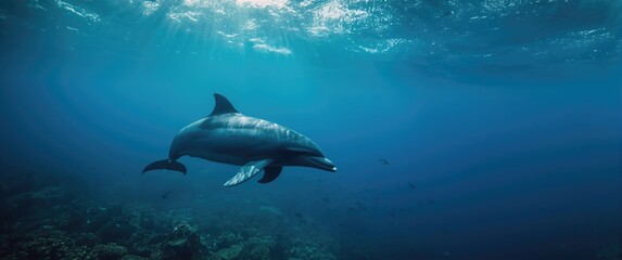 Fototapeta premium Dolphin Swim in Open Free Space