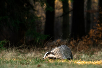 A Eurasian badger moves cautiously across a grassy clearing at the edge of a dense forest. Its distinctive black-and-white markings stand out against the deep green backdrop of woodland vegetation.  © Dagmar