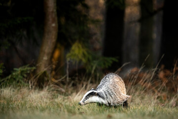 A Eurasian badger moves cautiously across a grassy clearing at the edge of a dense forest. Its distinctive black-and-white markings stand out against the deep green backdrop of woodland vegetation.  © Dagmar