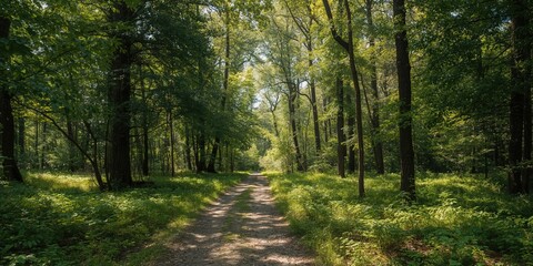 Fototapeta premium Ocala National Forest in Florida features the Saint Francis Trail amidst lush natural surroundings