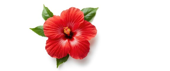 Obraz premium White background with Red Hibiscus flower isolated