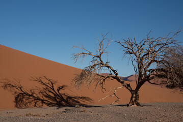 Tree shadow, Namib-Naukluft Park, Namibia