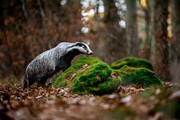 European badger (Meles meles) walking through autumn forest, low angle view of wild mammal among fallen leaves, natural woodland habitat, calm wildlife scene in European nature © Dagmar