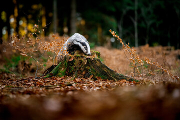 European badger (Meles meles) walking through autumn forest, low angle view of wild mammal among fallen leaves, natural woodland habitat, calm wildlife scene in European nature © Dagmar