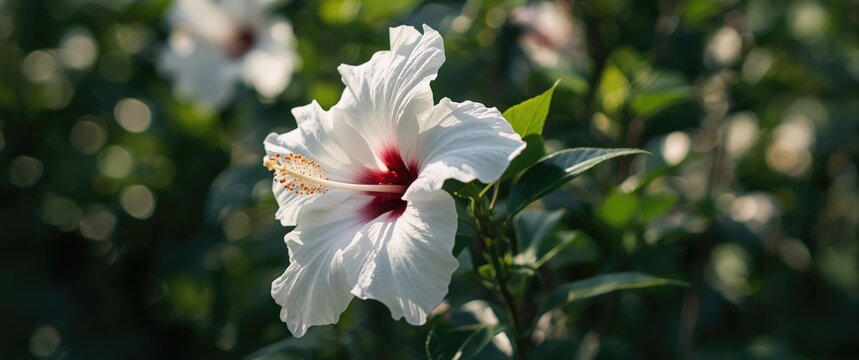 Close-up shot of Hibiscus syriacus Diana blossom