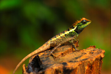 Fototapeta premium Forest crested lizard - calotes emma photograph