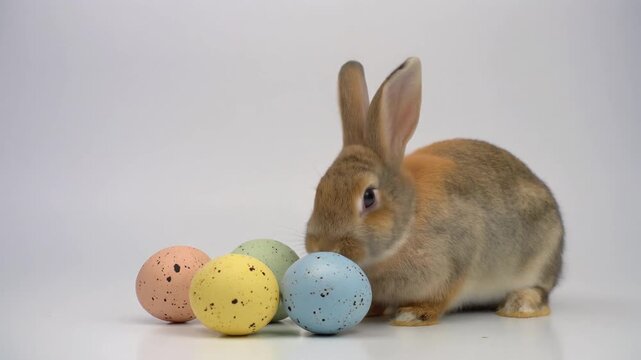 Osterhase
