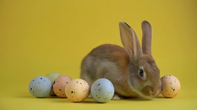 Osterhase