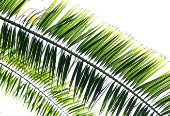 Fototapeta premium Palm trees. Arecaceae tropical plants. In tropical regions, they are important tree, as a resource plant for food, beverages, medicine, and fiber.