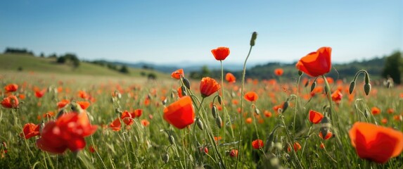Fototapeta premium Poppy field in Vysoocina close to Zdar nad Sazavou, Czech Republic