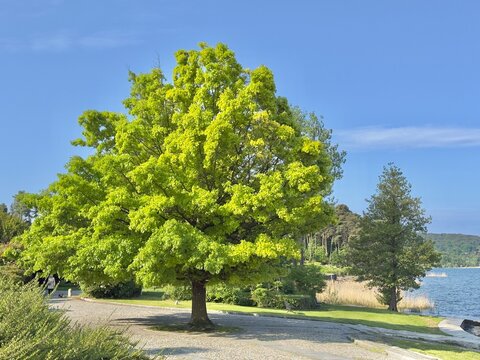 albero di ispra