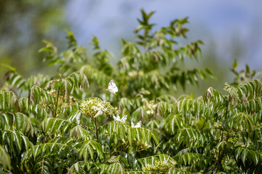 Papillons en train de butiner un arbre en fleurs