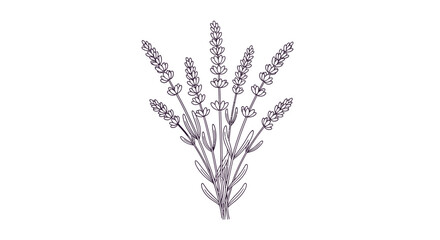 Lavender Flowers Illustration on White Background. © Shal_Kafa_Alfattah