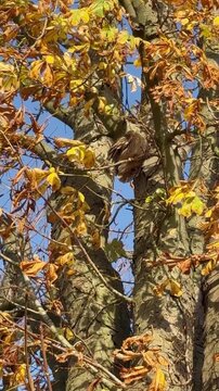 Waldohreule (Asio otus) bei der Gefiederpflege,Waldohreule (Asio otus) bei der Pflege ihres Gefieders. Detailreiche Naturaufnahme mit Fokus auf Verhalten und Struktur des Federkleids.