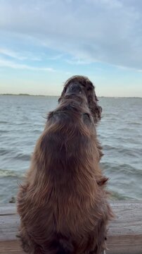 Cocker Spaniel auf Aussichtsturm am D&uuml;mmer See im Wind,Ein Cocker Spaniel sitzt auf dem Gel&auml;nder eines Aussichtsturms am D&uuml;mmer See. Der Wind bewegt die Ohren.