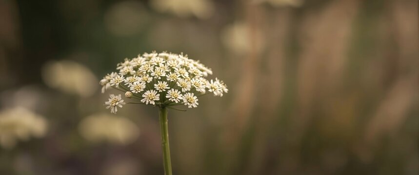 Blooming Yarrow - Achillea millefolium