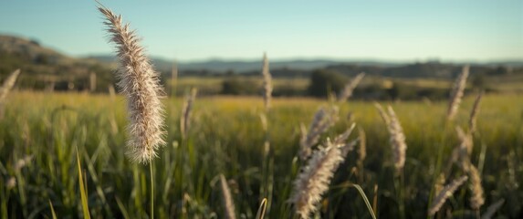 Desho Grass or Pennisetum Pedicellatum