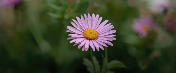 The perennial herb Aster amellus, or European Michaelmas daisy, belongs to the Aster genus within the Asteraceae family