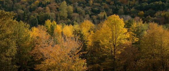 Fototapeta premium Fall foliage featuring golden and amber leaves