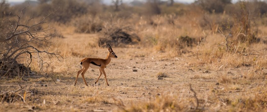 Miniature antelope roaming in dry plants