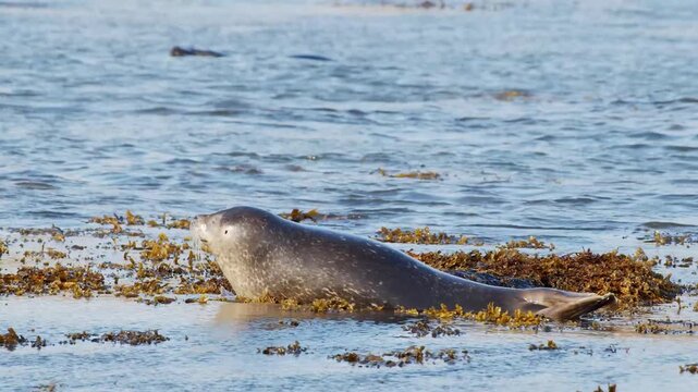 A serene close-up of a Harbor seal (Phoca vitulina) lounging among vibrant orange seaweed on the rugged coastline of Ytri Tunga, Snaefellsnes Peninsula, Iceland.