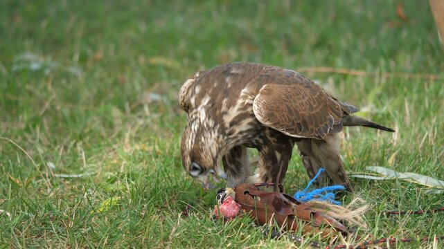 Saker falcon. Latin name - Falco cherrug. Bird of prey