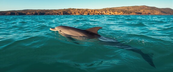 Fototapeta premium Western Australia's coast with a playing dolphin