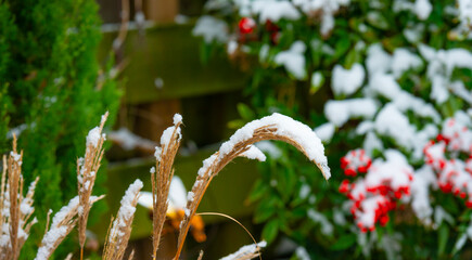 Garden with flagstones, trees and bushes covered in snow in winter, Almere, Flevoland, Netherlands