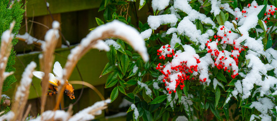 Garden with flagstones, trees and bushes covered in snow in winter, Almere, Flevoland, Netherlands
