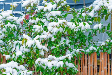 Garden with flagstones, trees and bushes covered in snow in winter, Almere, Flevoland, Netherlands
