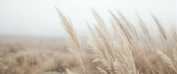Unpretentious shades of pampas grass