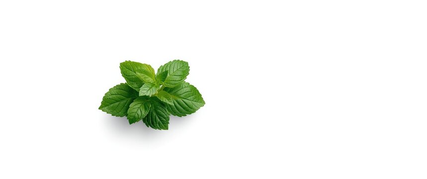 Green perilla leaves for food, leafy vegetables, flavor, blue perilla close-up shot