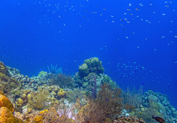 Fototapeta premium Caribbean coral garden, underwater Bonaire