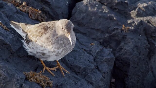 A close-up shot of a small, stocky Purple Sandpiper (Calidris maritima) with yellow legs and a slightly downcurved bill, meticulously foraging for invertebrates among wet, dark volcanic rocks and seaw