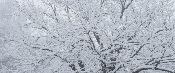 Tree Blanketed in Fresh Snow During Winter