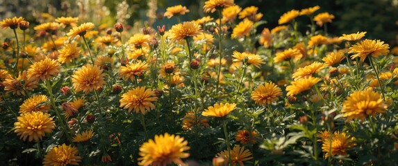 Garden of Chrysanthemum Flowers