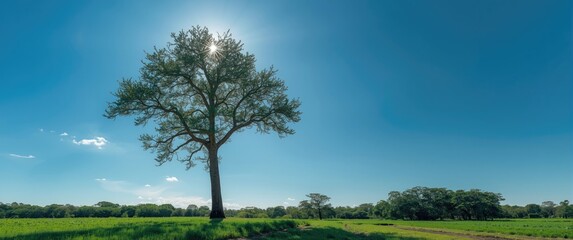 Obraz premium Southern Brazil's typical tree: Araucaria angustifolia thriving in cold, elevated areas of Rio Azul, Parana