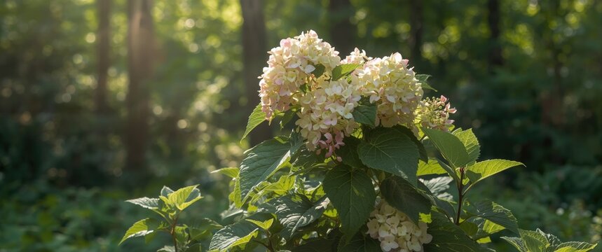 Full bloom of Oak Leaf Hydrangea (Hydrangea quercifolia) in garden setting