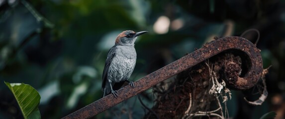Fototapeta premium Gray bird resting on iron angle