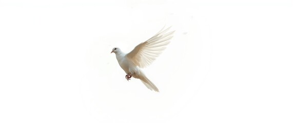 Obraz premium Flying white dove on a white backdrop