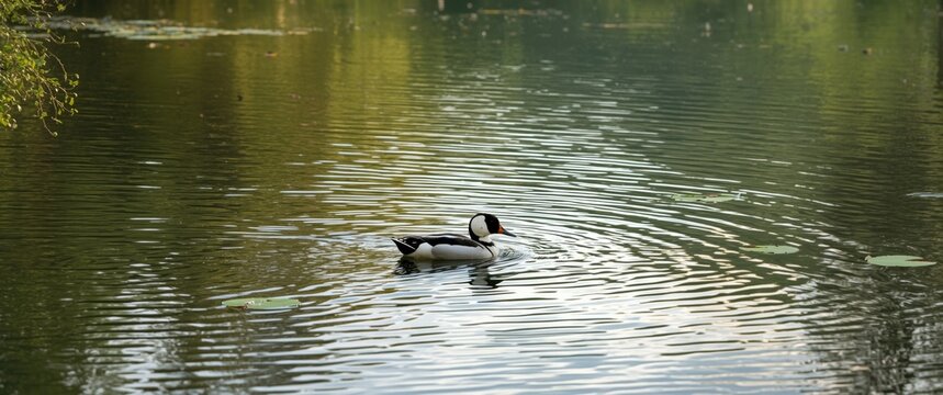 Bufflehead duck swimming in Central Park's lake