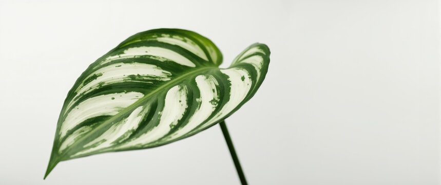 Rare Philodendron Florida Beauty variegated plant showing fresh leaf detail against white background