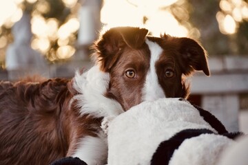 Adorable Shy Brown White Border Collie Peeking Behind Plush Toy Timid Behavior Portrait