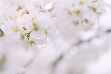 Cherry blossoms on blurred background